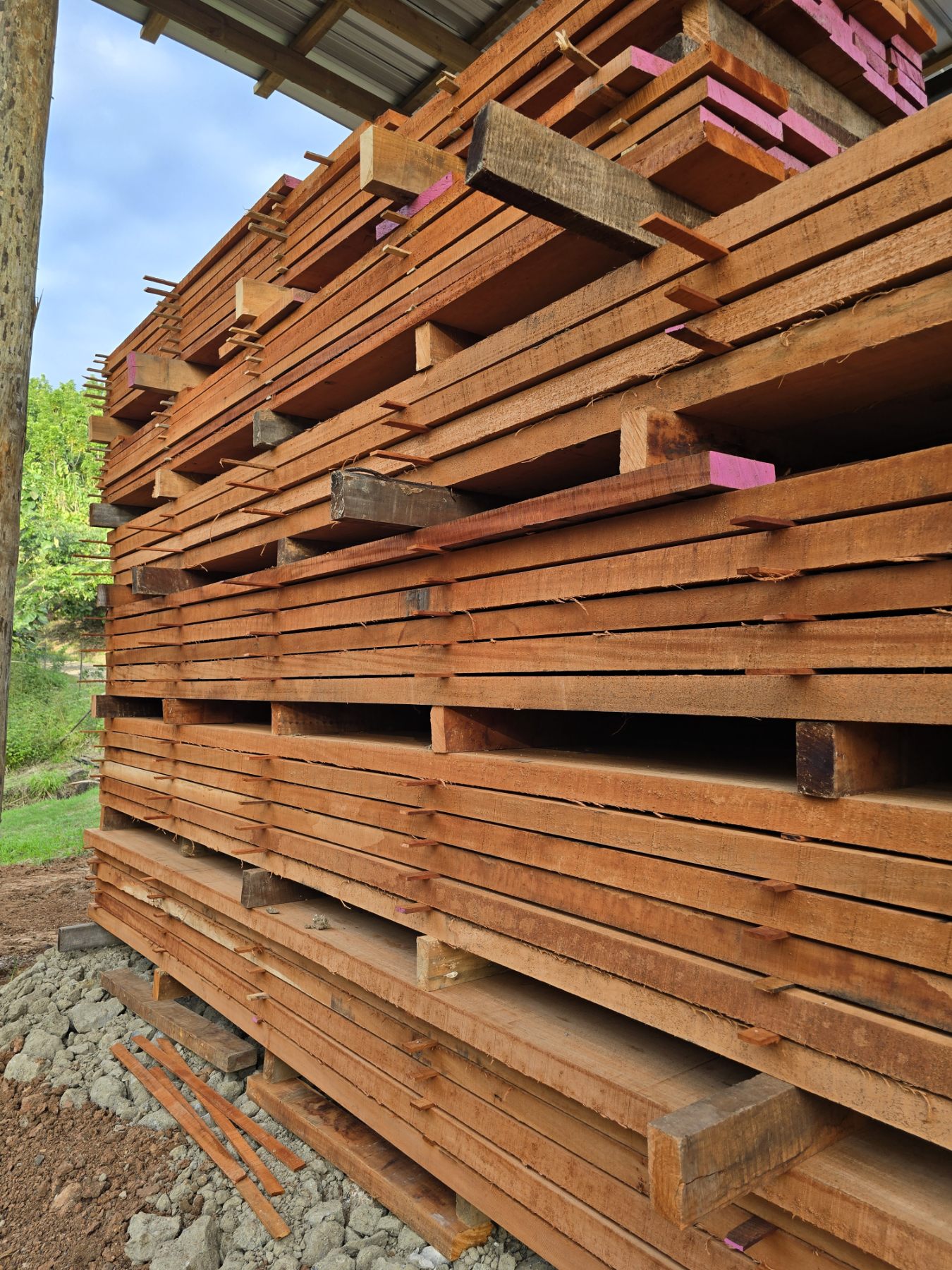 Stickered sawn timber stacks ready for drying