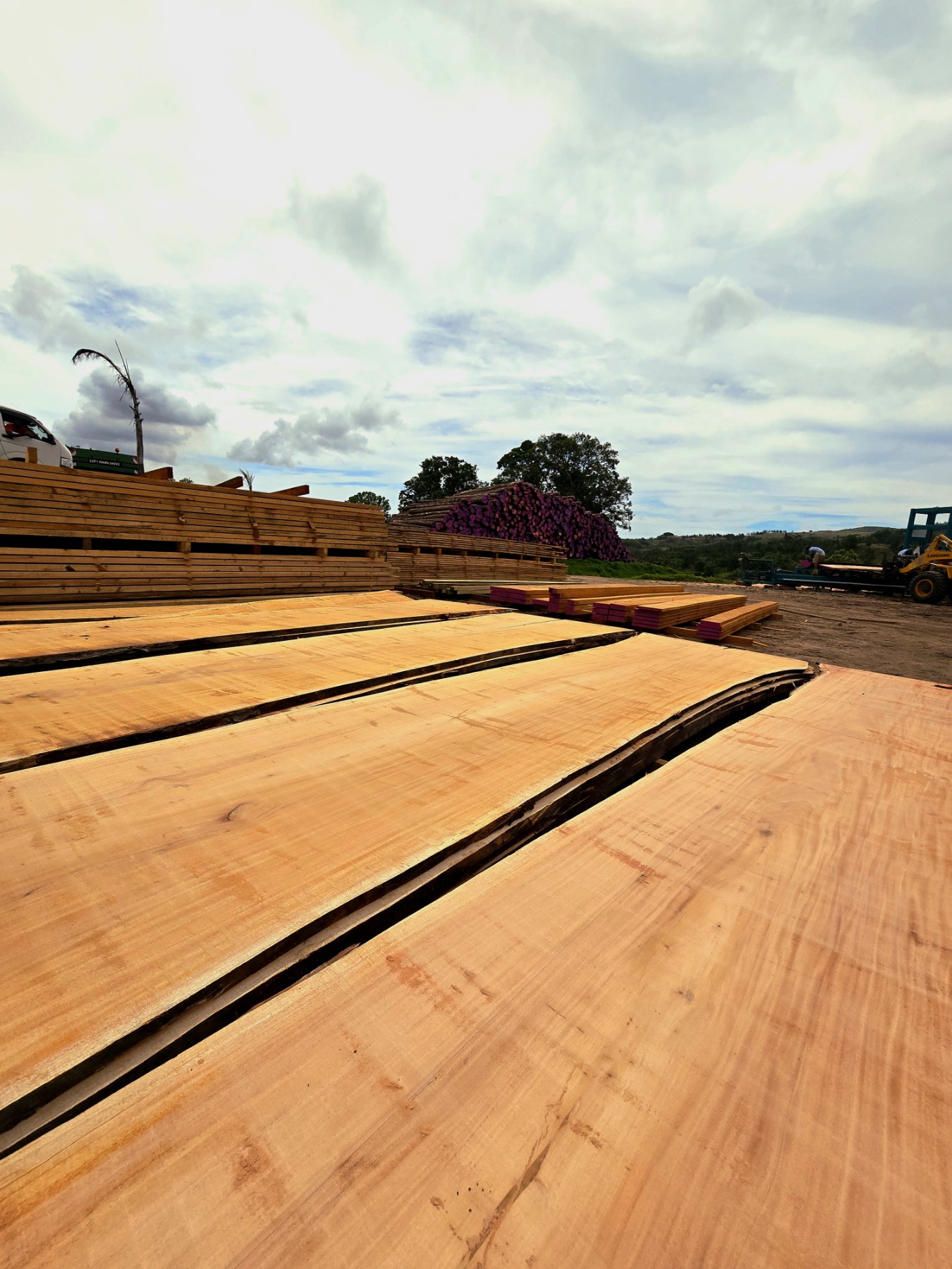 Live-edge slabs laid out for drying and handling