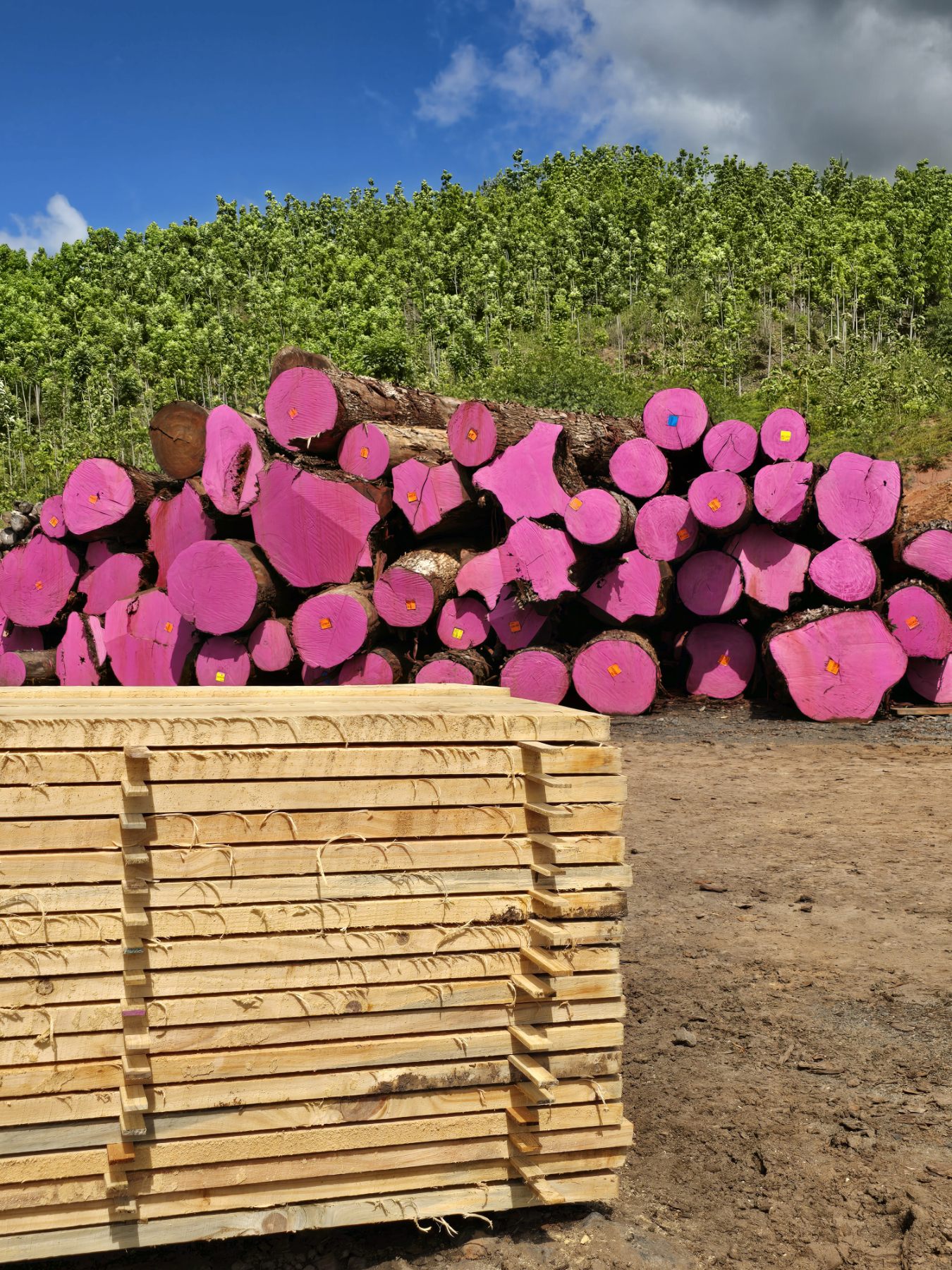 Log deck with pink-ended logs and stacked freshly sawn timber