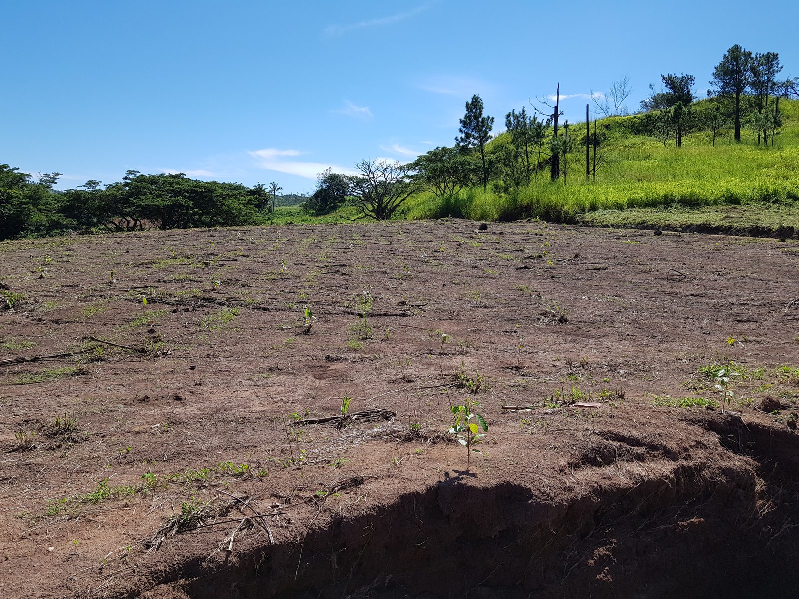 Newly planted seedlings on prepared ground at Drasa